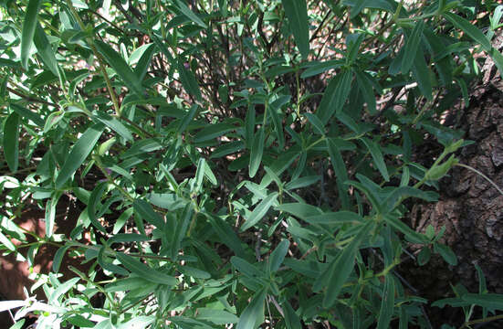 Image of Barleria pretoriensis C. B. Cl.