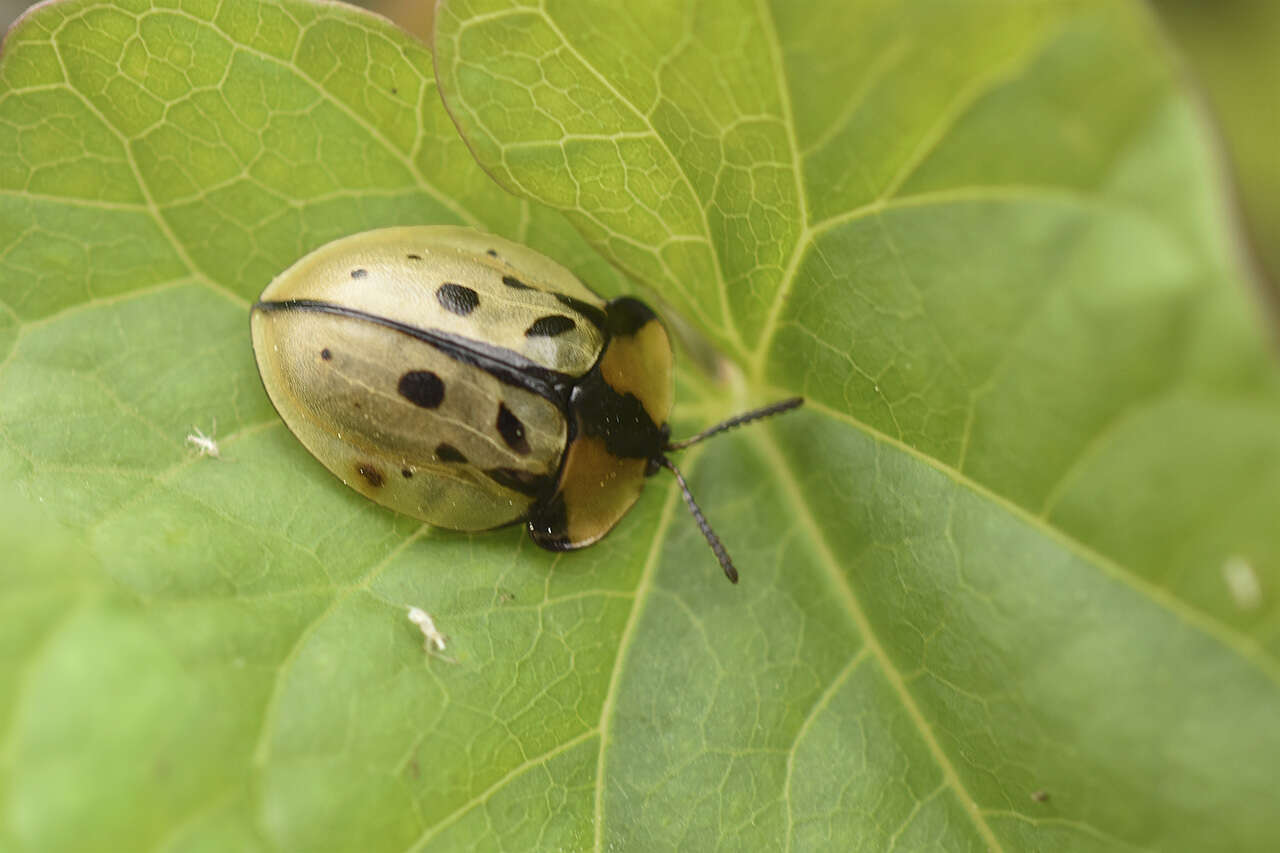 Image of Zatrephina sexlunata (Klug 1829)