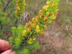 Image of Aspalathus pinguis subsp. australis R. Dahlgren