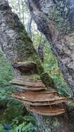 Ganoderma applanatum (Pers.) Pat. 1887的圖片