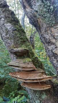 Ganoderma applanatum (Pers.) Pat. 1887的圖片