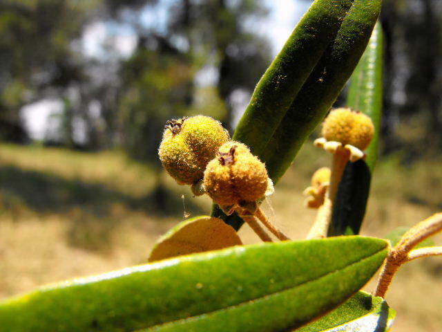 Image de Ricinocarpos ledifolius F. Muell.