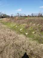 Image of southeastern pocket gopher