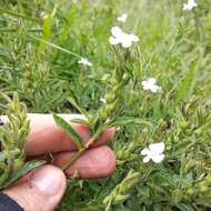 Image of Priva grandiflora (Ortega) Moldenke