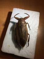 Image of Giant Water Bug