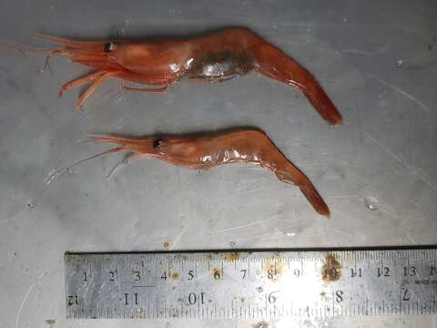 Image of northern prawn