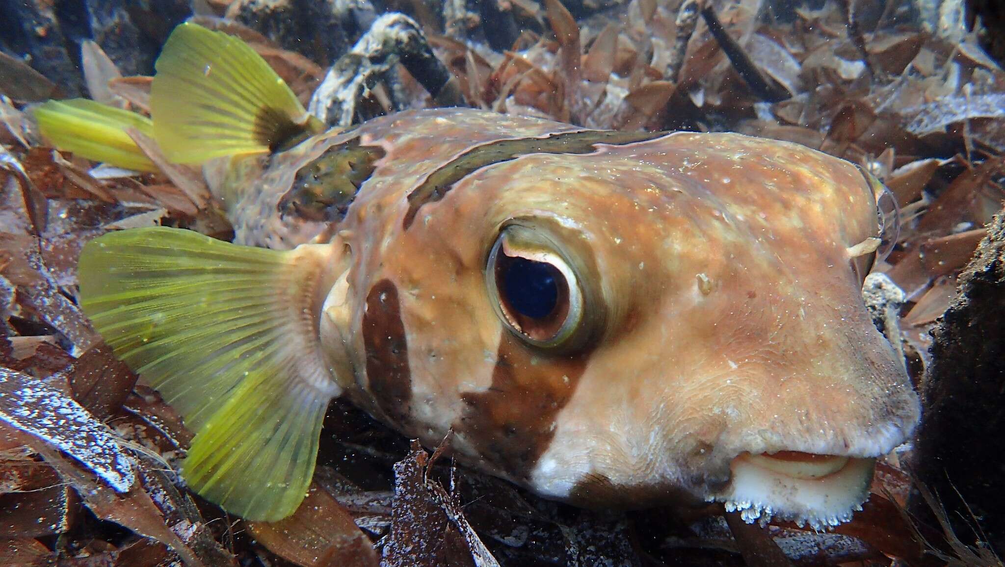 Image of Black-blotched porcupinefish