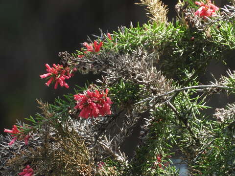 Image of Colletia ulicina Gill. & Hook.