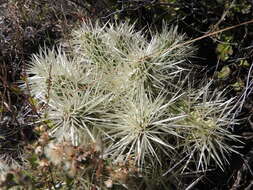 Image of thistle cholla