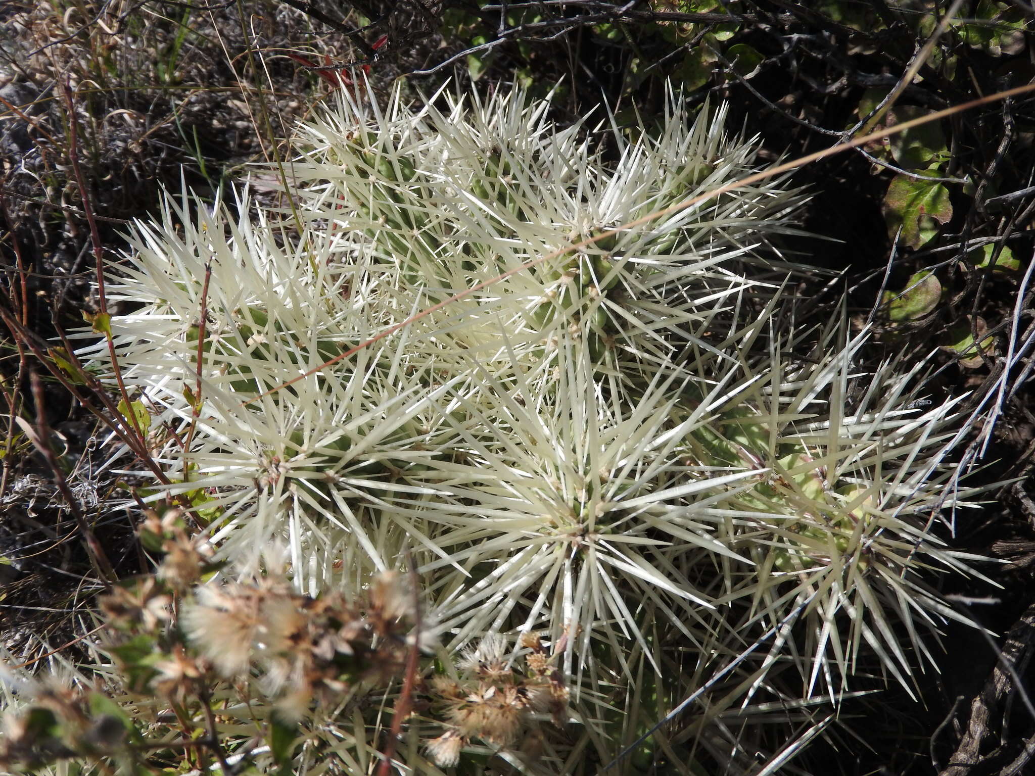 Image of thistle cholla