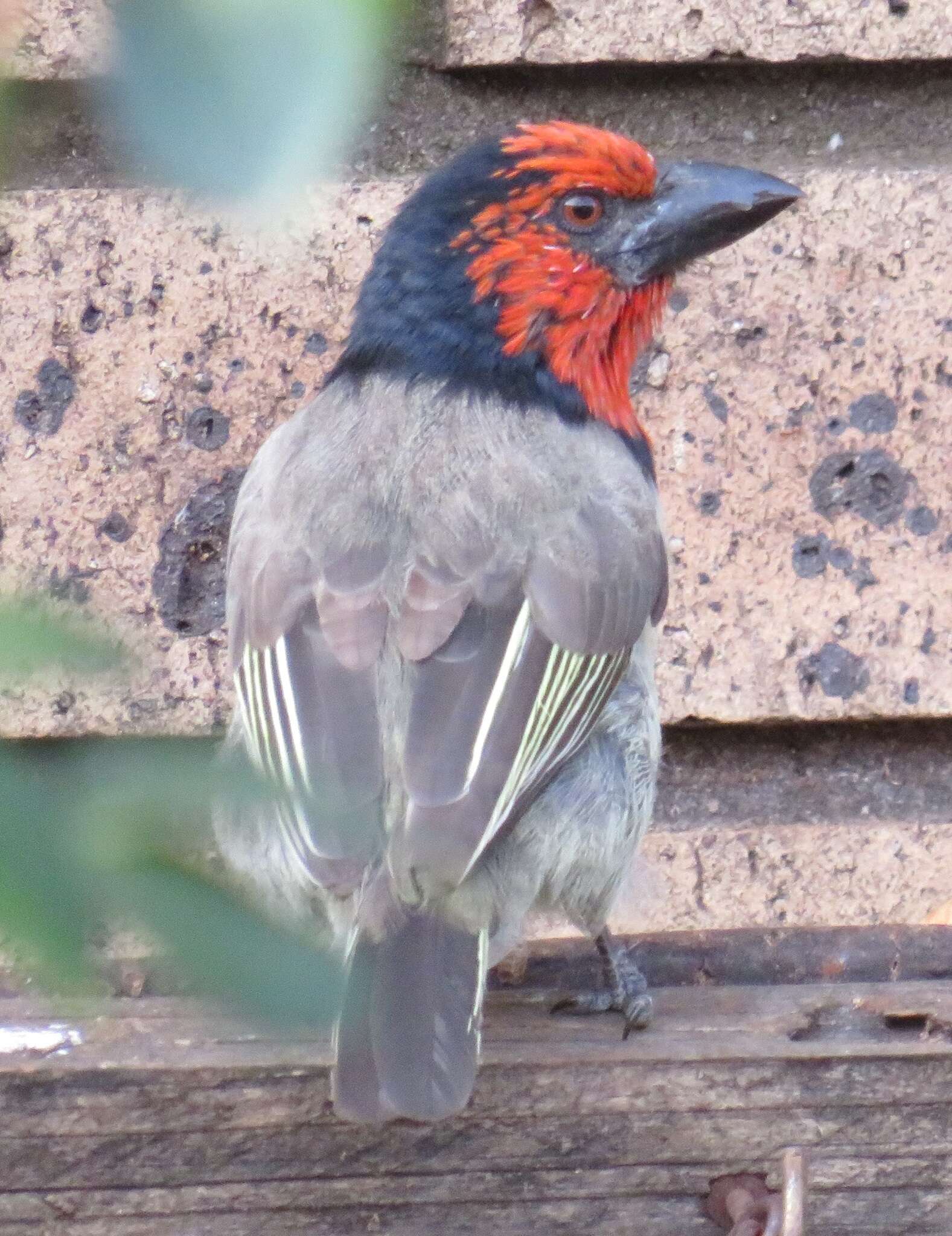 Слика од Lybius torquatus torquatus (Dumont 1805)