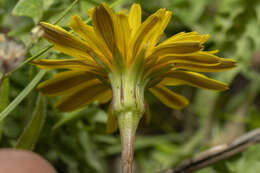 Image of Hyoseris radiata L.