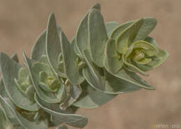 Image of Atriplex farinosa Forsk.