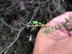 Image de Leptospermum microcarpum Cheel