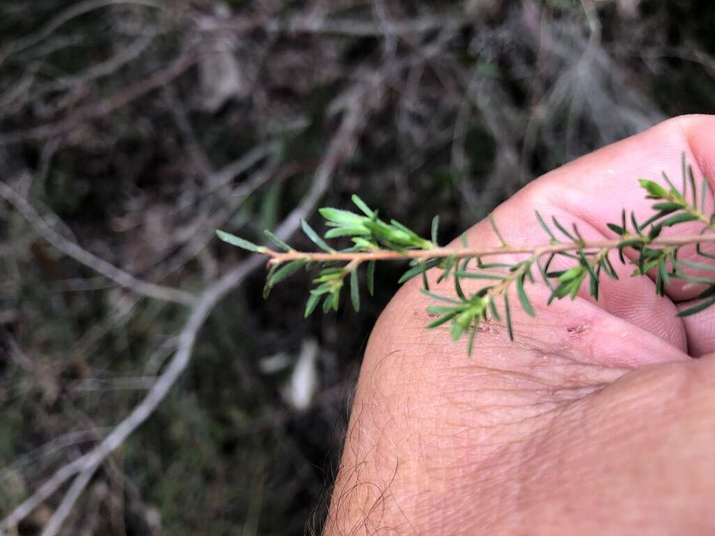 Sivun Leptospermum microcarpum Cheel kuva