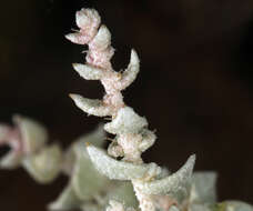 Image of Parry's Saltbush