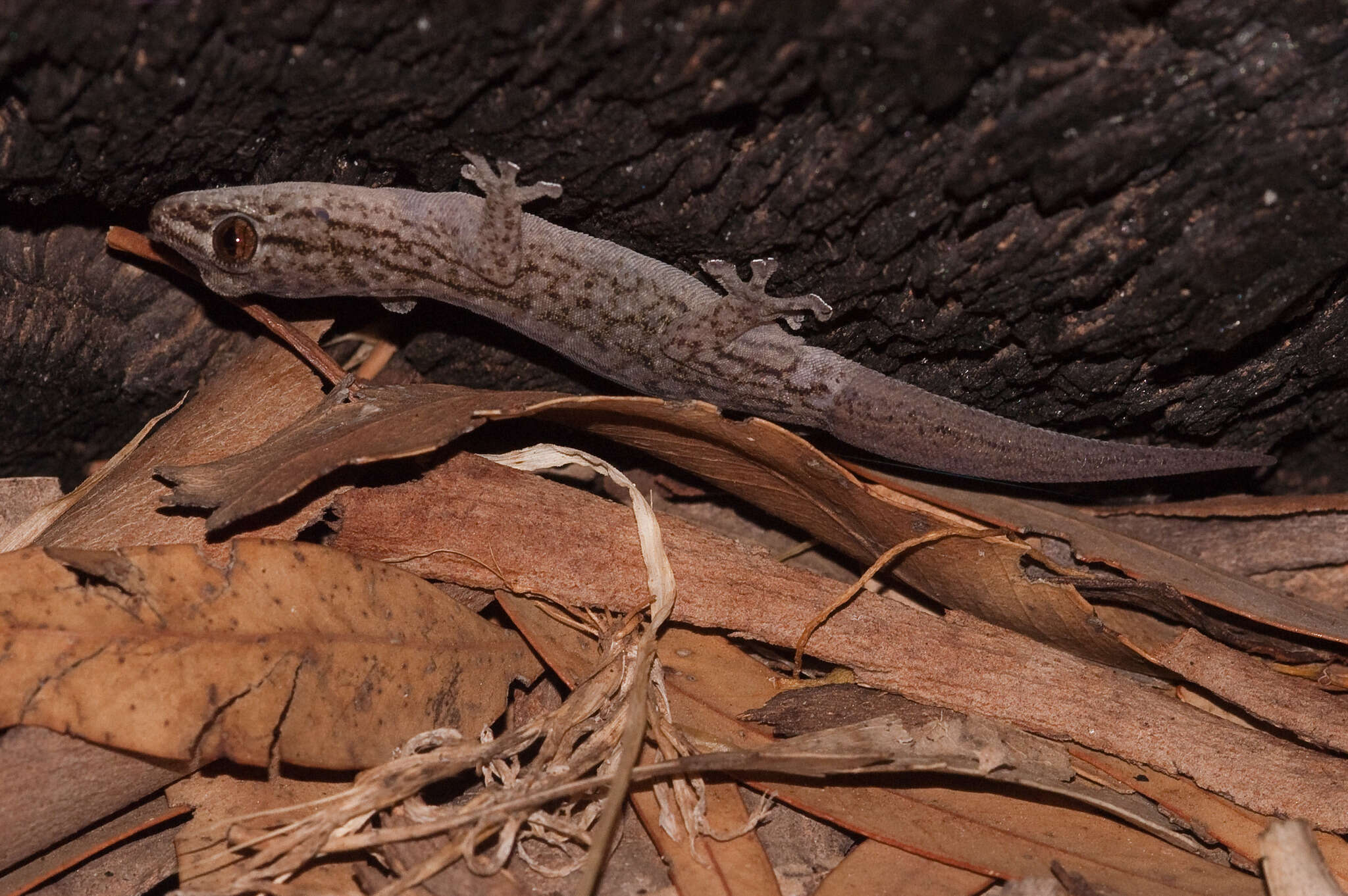 Image of Gehyra versicolor Hutchinson, Sistrom, Donnellan & Hutchinson 2014