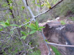 Image of desert olive