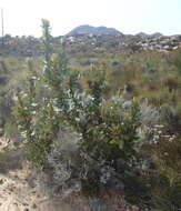 Image of Broad-leaved protea