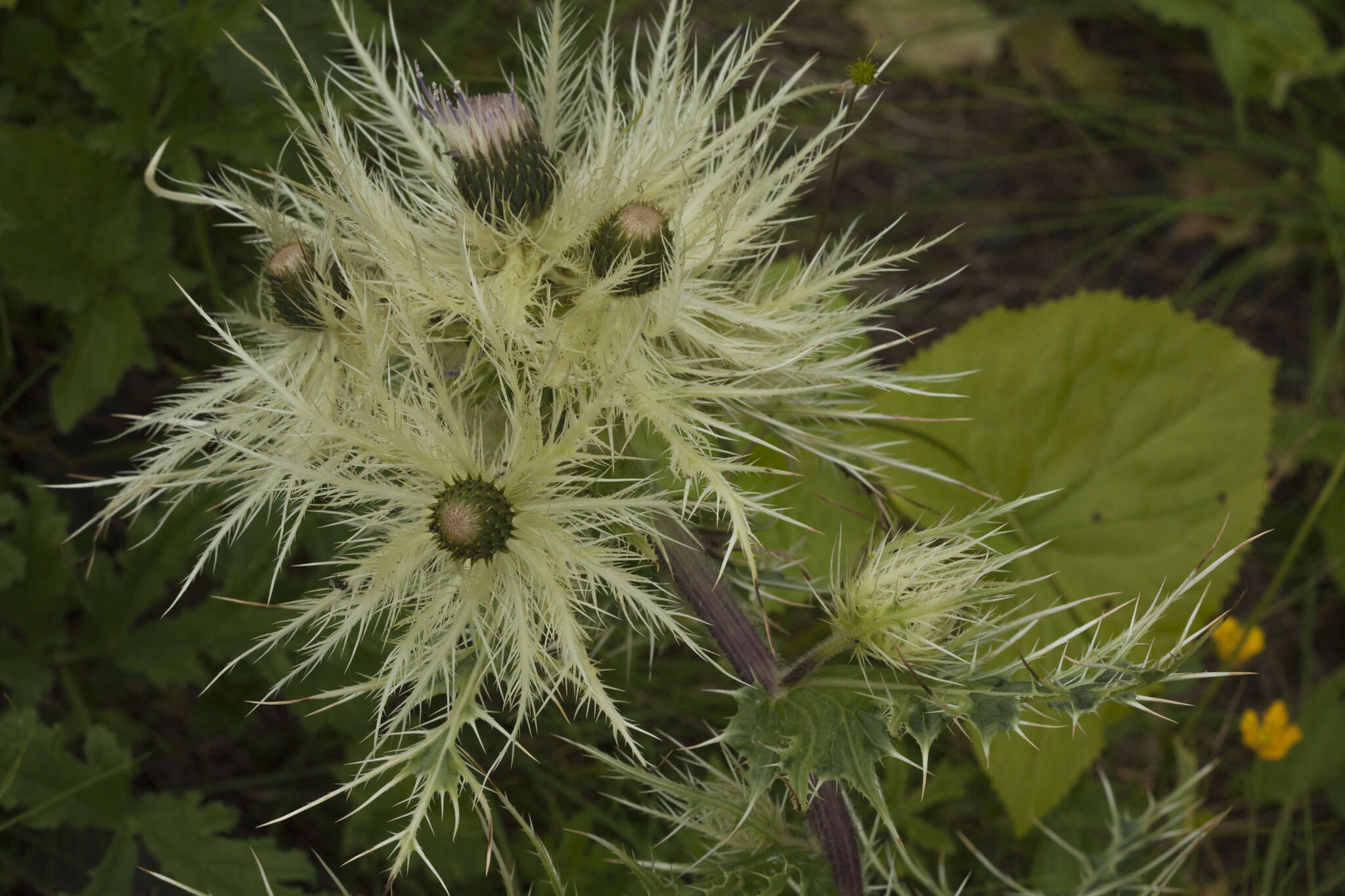 Image of Cirsium obvallatum (M. Bieb.) M. Bieb.