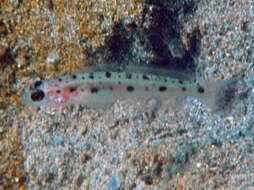 Image of Ambanoro shrimpgoby