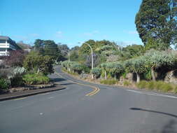 Image of Fountain-bush