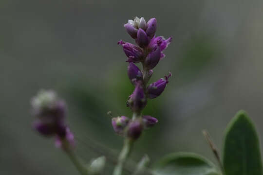 Image of false amaranth