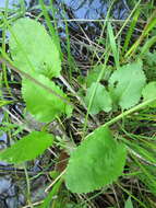 Image of falsegold groundsel