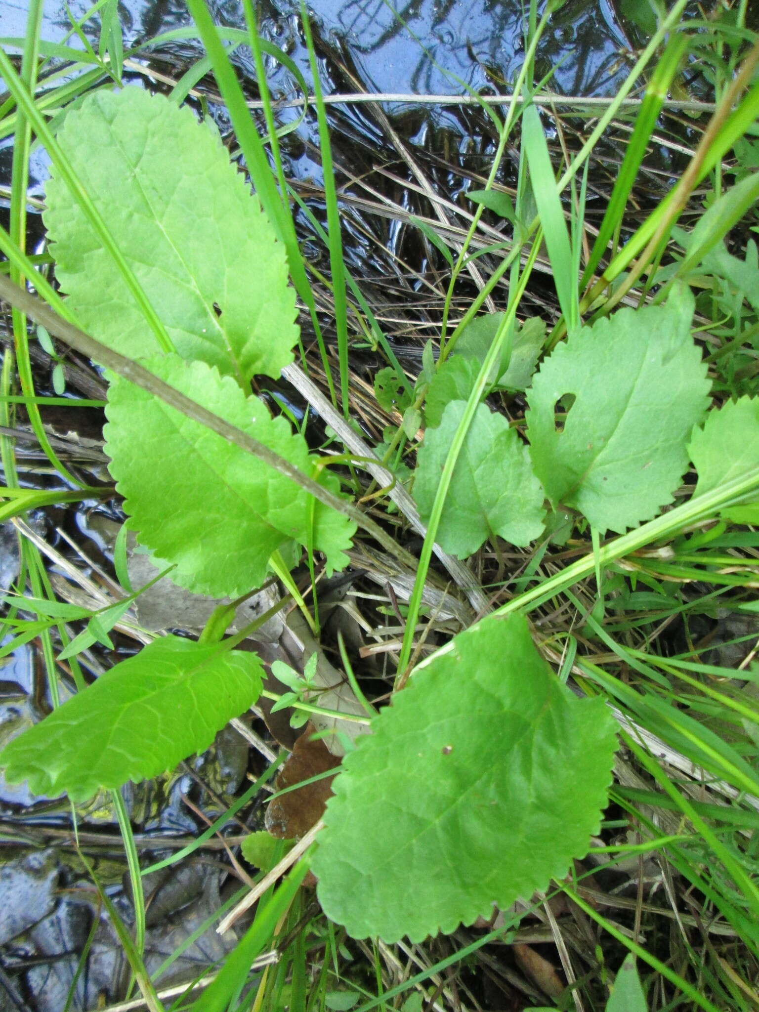 Image de Packera pseudaurea var. semicordata (Mack. & Bush) D. K. Trock & T. M. Barkley