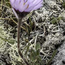 Image de Erigeron hyperboreus Greene