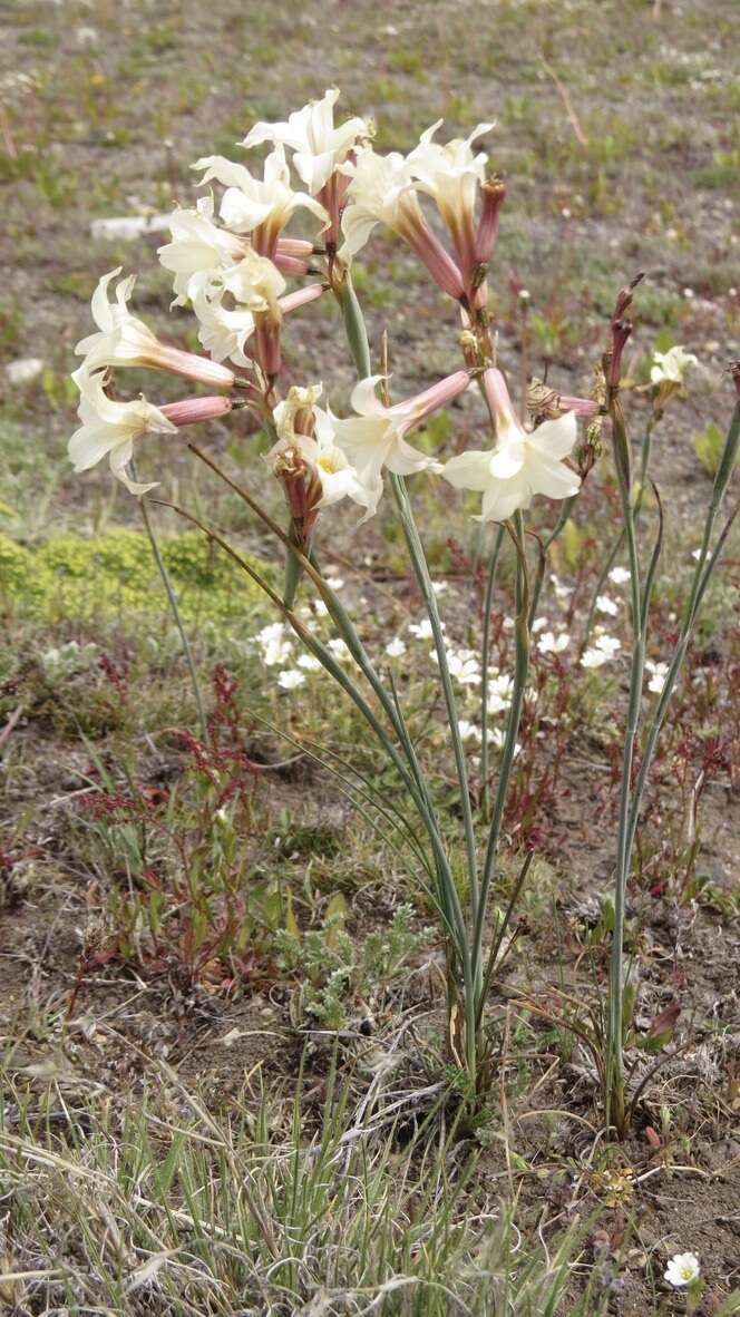 Image de Olsynium biflorum (Thunb.) Goldblatt