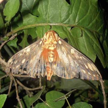 Image of Citheronia brissotii (Boisduval 1868)