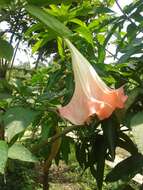 Image de Brugmansia insignis (Barb-Rodr.) T. E. Lockwood ex E. Wade Davis