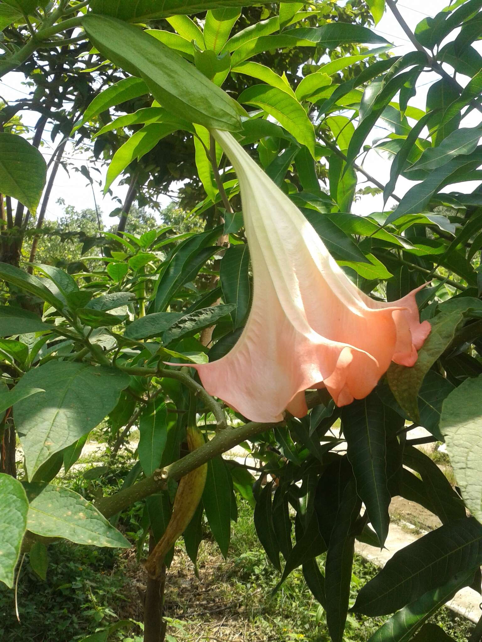 Image de Brugmansia insignis (Barb-Rodr.) T. E. Lockwood ex E. Wade Davis