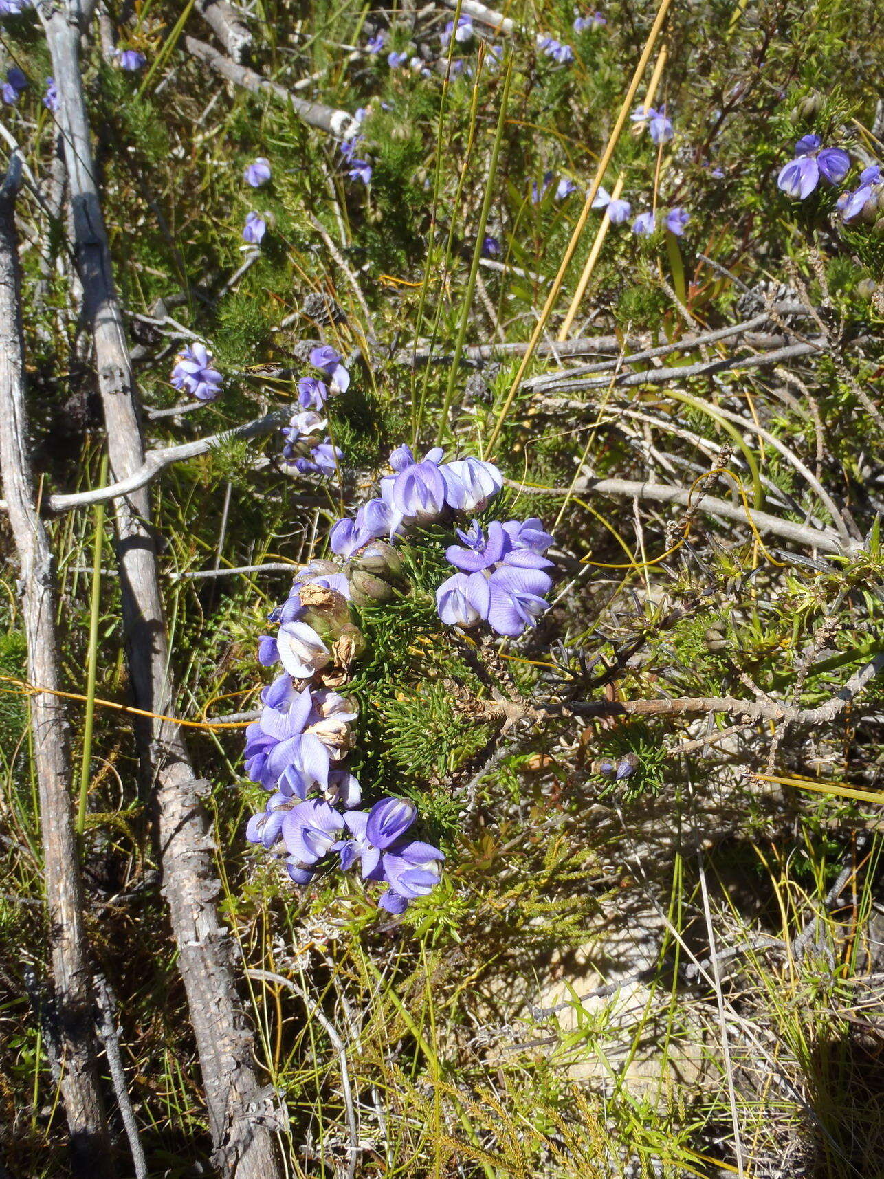 Image of Psoralea speciosa Eckl. & Zeyh.