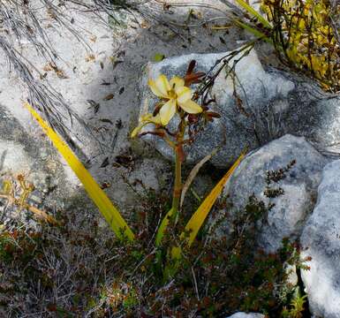 Image of Wachendorfia paniculata Burm.