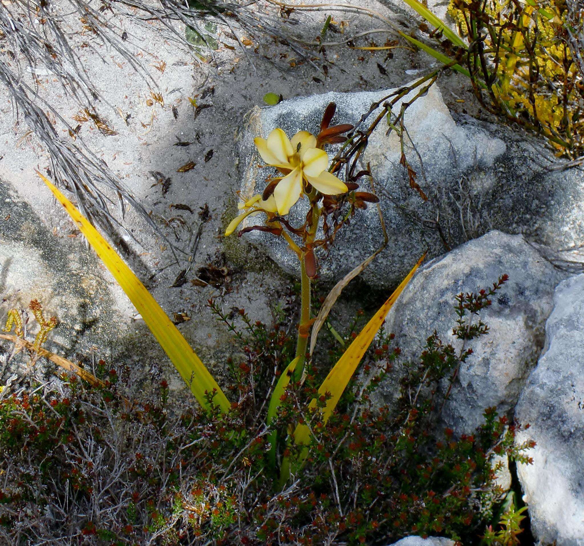 Image of Wachendorfia paniculata Burm.