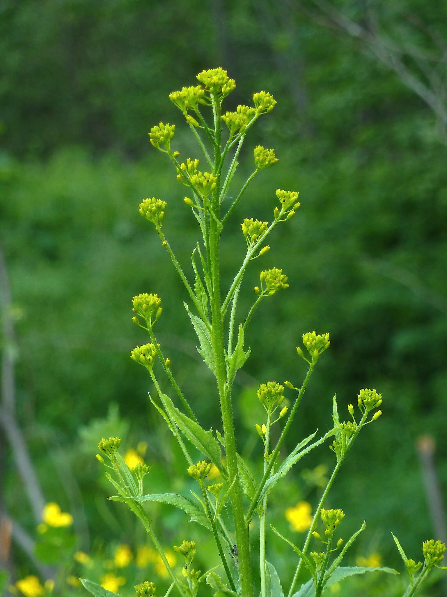 Image of Sisymbrium strictissimum L.