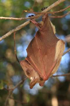 Image of Epomophorus dobsonii Bocage 1889