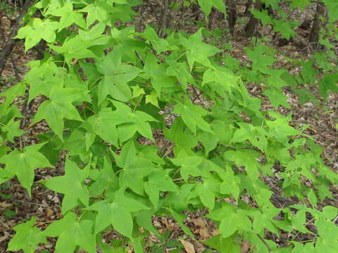 Image of Acer pictum subsp. mono (Maxim.) H. Ohashi