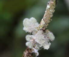 Image of Heterodermia comosa (Eschw.) Follmann & Redón