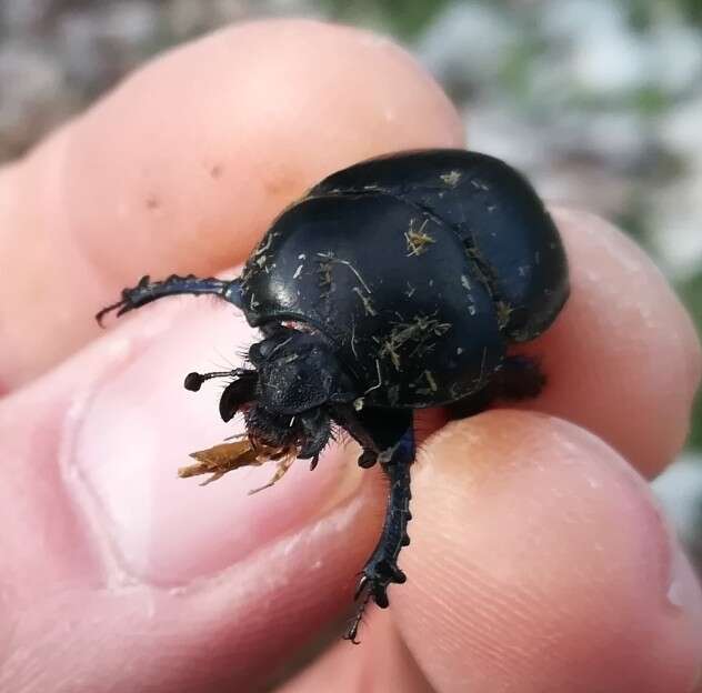 Image of Sericotrupes niger (Marsham 1802)