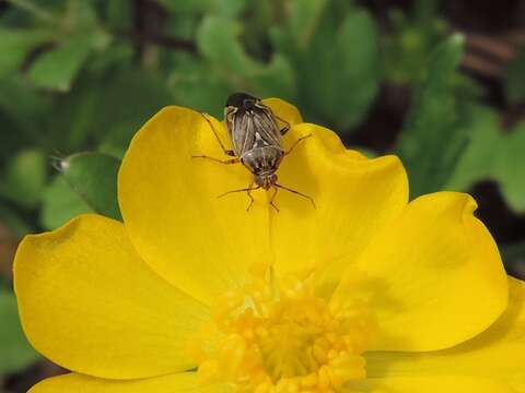 صورة Lygus lineolaris (Palisot de Beauvois 1818)