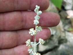 Sivun Buddleja racemosa subsp. racemosa kuva