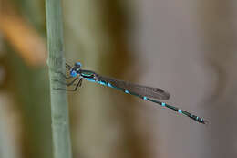 Image of Dune Ringtail