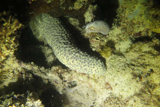 Image of Holothuria (Theelothuria) turriscelsa Cherbonnier 1980