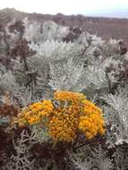 Image of woolly sunflower