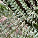 Image of Dotted Bead Fern