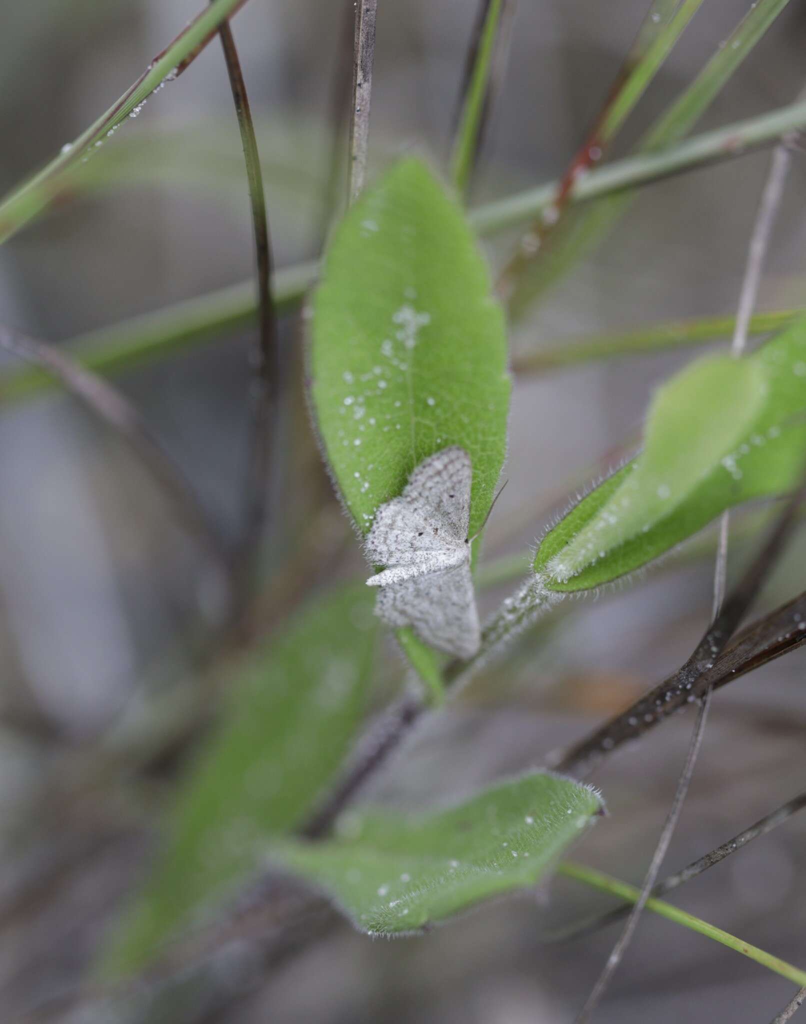 Image of <i>Idaea ostentaria</i>