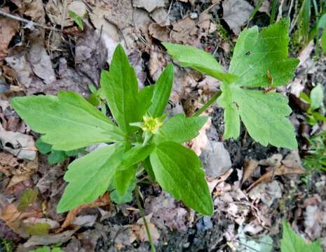 Imagem de Ranunculus abortivus L.